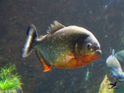 Haus des Meeres 13.03.2026